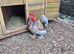 *FREE* 6 month old Pekin bantam cockerel