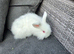 Male lion lop