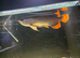 Arowana
