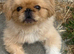 Adorable rare peke apricot & white parti coloured 1 year old boy