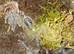 Phormictopus juvenile