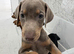 Doberman pup ready now