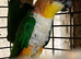 Pair a caiques