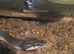 Southern white lipped python
