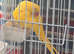 Indian ringneck for sale