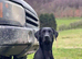Stunning working Labrador puppies