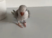 Baby Quaker Glasgow
