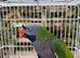 Lord Derbyan Parrot