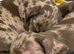 Miniature smooth haired dachshunds