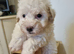 Maltipoo's 1 boy 1 girl left, rare coloured faces