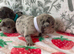 Puppy's for sale