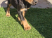 Cocker spaniel puppies ready now