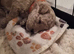 Beautiful cavapoo pups