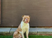 Old Tyme Bulldogs