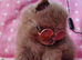 CHIAO LI YA merle puppies chocolate blue