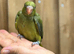 Alive ring neck