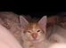 Beautiful Boy needs a loving home