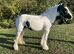 RUBY 5 rising 6 cob mare