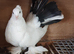 Indian fantails in wembley looking for new home