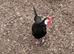 18 x White faced Spanish Hatching Eggs