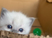 Sweet and cuddly Ragdoll kittens