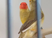 Priven pair of Pied star finches