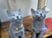 Russian Blue Kittens Loving Homes Only TICA Reg