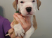Outstanding Merle American Bulldogs