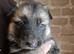 Beautiful litter of Long coated German Shepherd puppies