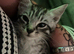 4 beautiful male kittens ready now