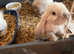 Mini lops pure bred mixed sex