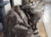 Maine coon, 5 months old
