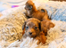Pomeranian cross Chihuahua puppies