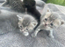 Gorgeous British Short Hair x Snow Bengal Kittens
