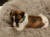Beautiful whippet puppies for sale