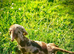 ️Miniature Dachshund Puppies