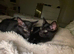 2 fluffy black kitten from russian blue mum