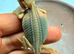 BABY BEARDED DRAGONS FOR SALE &ndash; STUNNING COLOURS & PREMIUM BLOODLINES