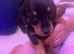 Miniature dachshund puppies