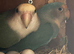 Bonded pair lovebirds