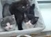 Gorgeous BSH Cross kittens for sale