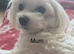 Stunning Maltipoo puppies