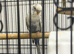 Young budgies and cage