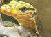 Yellow Headed Water Monitor at Birmingham Reptiles