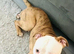 Frank needs rehoming ASAP