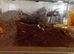 Tarantulas
