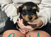 Yorkshire terrier puppies