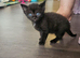 Full Sphynx Kitten &ndash; Stunning Blue Eyes