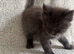 Tica registered blue Maine Coon