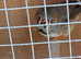 2 Zebra Finches